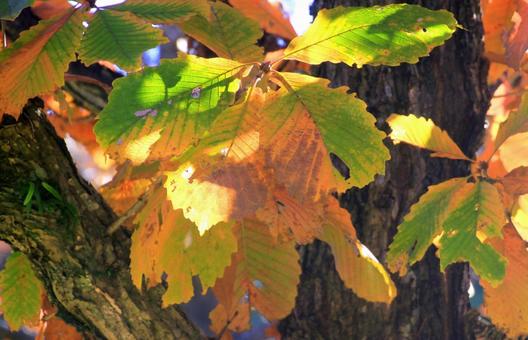 コナラの紅葉 コナラの紅葉の写真