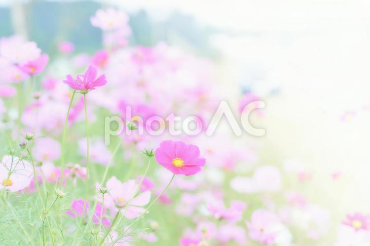 ハイキー明るい背景のコスモスの花畑 コスモス,花,ハイキーの写真素材