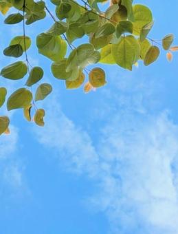 夏空に桂の木 夏空に桂の木の写真