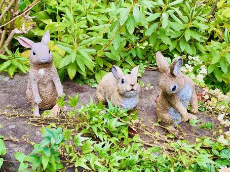 お庭の可愛いウサギさん うさぎ,草むら,ラビットの写真素材