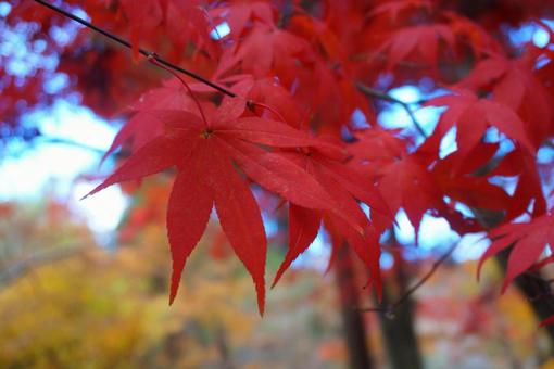 紅葉の写真