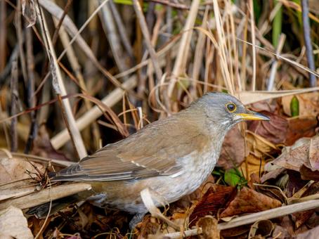 地面を歩くシロハラ 地面を歩くシロハラ シロハラ,野鳥,鳥の写真素材