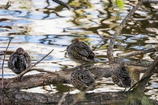 コガモ⑸ 鳥,コガモ,群れの写真素材