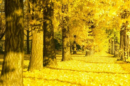 いちょう並木 いちょう,公園,並木の写真素材