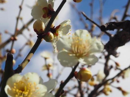 梅と空の写真