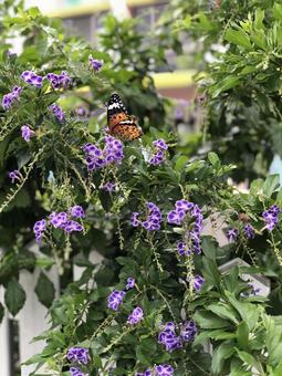 紫色の花にとまるオレンジ色のチョウ 紫色の花にとまるオレンジ色のチョウ 花,チョウ,デュランタの写真素材