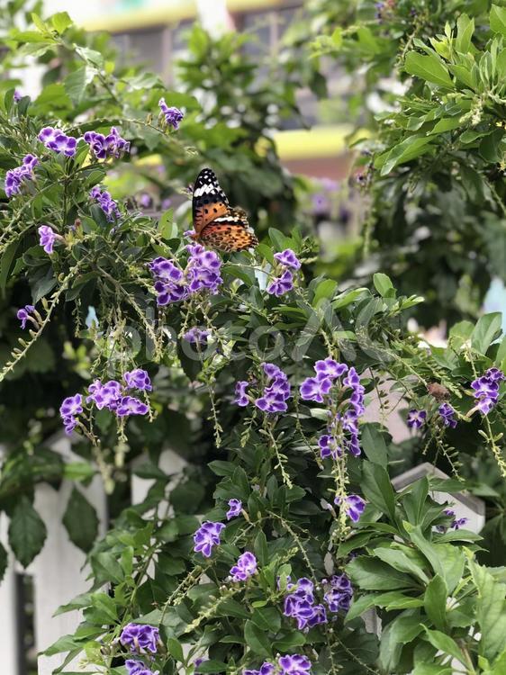 紫色の花にとまるオレンジ色のチョウ 花,チョウ,デュランタの写真素材