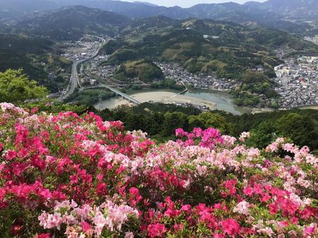 つつじ つつじ 大洲市,冨士山,冨士山公園の写真素材