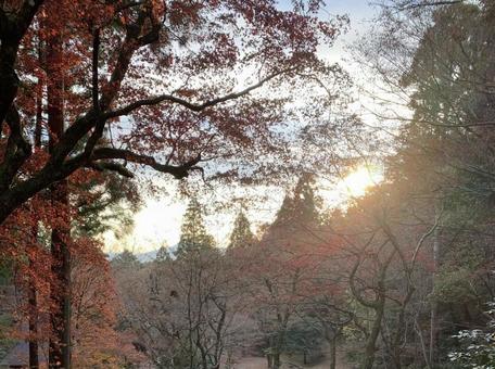 秋 紅葉と夕日 秋 紅葉と夕日の写真