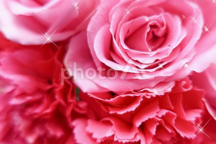 薔薇とカーネーションとキラキラ 薔薇,カーネーション,キラキラの写真素材