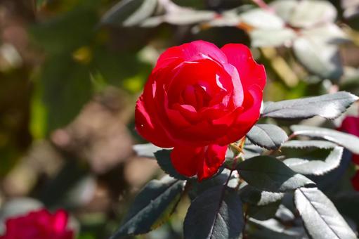 春秋に咲くバラの花(東京競馬場バラ園)5 春秋に咲くバラの花(東京競馬場バラ園)5 バラ,花,春の写真素材