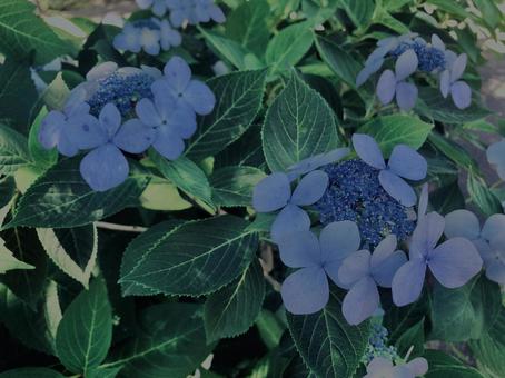 Hydrangea, Kamakura,, JPG