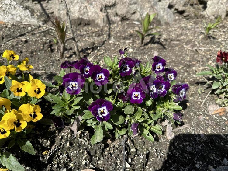 イエローとパープルの花 自然,花,フラワーの写真素材