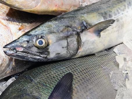 天然魚 サワラ 天然魚 サワラの写真