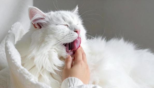 可愛い猫 可愛い猫の写真
