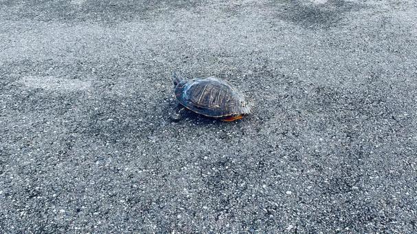 亀 亀,風景,自然の写真素材