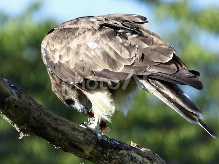 セミを咥えるトビ 鳥,野鳥,トビの写真素材
