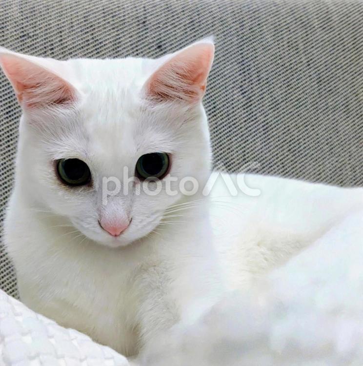 まんまる目の白猫 猫,白猫,動物の写真素材