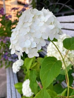 あじさい_3 あじさい_3の写真