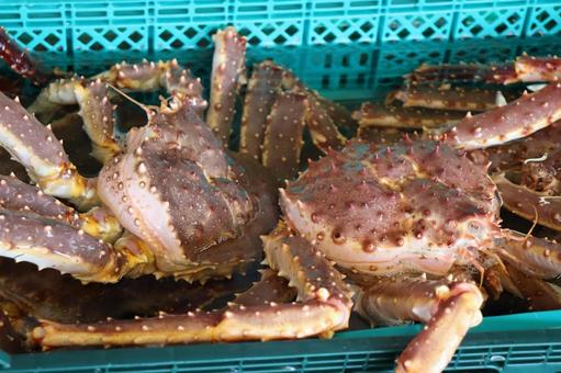 タラバガニ 活き,市場,魚市場の写真素材