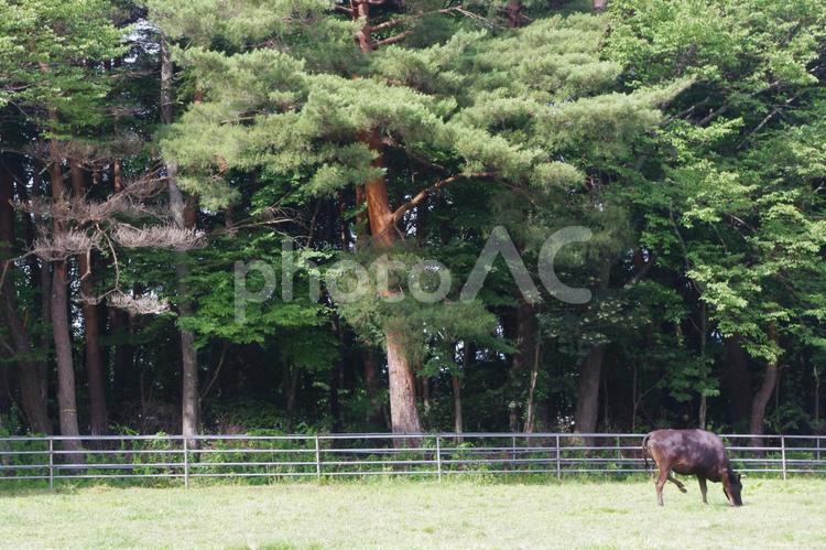 長野の大自然144 自然,風景,林の写真素材
