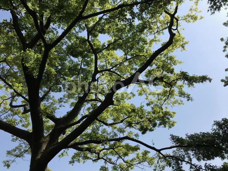 空と木 木,風景,木材の写真素材