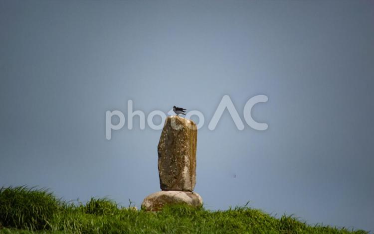 風景　石碑の上に鳥が留まる 風景,石碑,鳥の写真素材