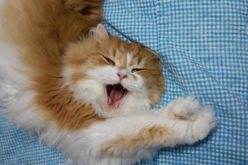 笑う猫　スコティッシュフォールド　長毛の写真