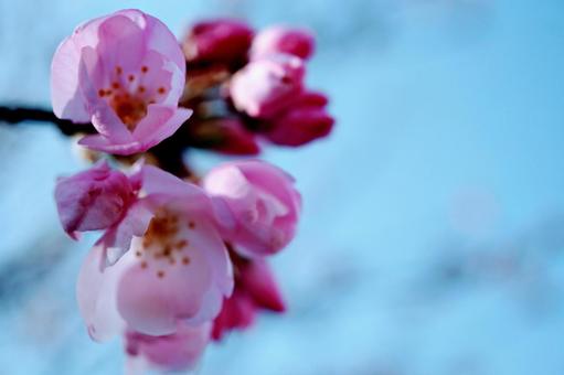 桜 桜の写真