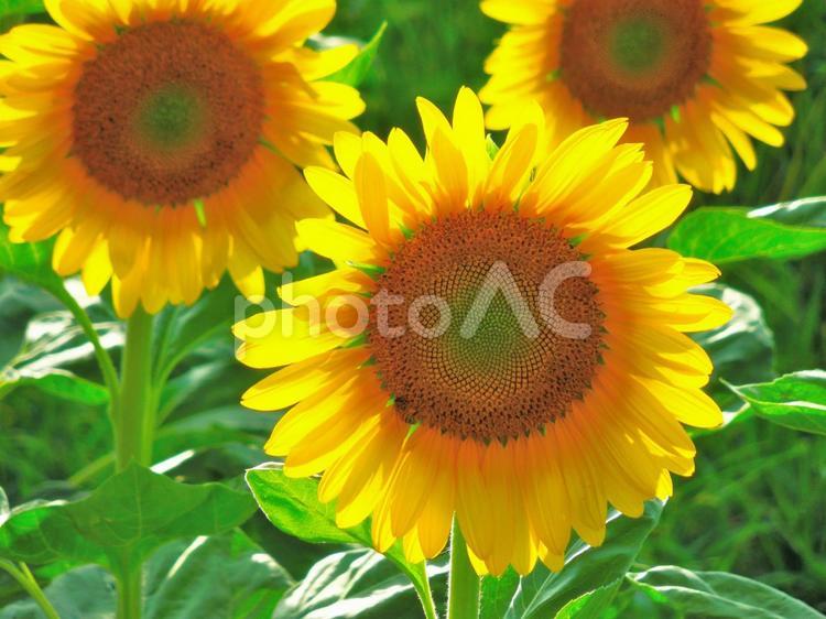 flower（ひまわり） flower,畑,綺麗にの写真素材