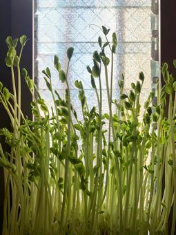 豆苗の栽培 豆苗,栽培,新鮮の写真素材