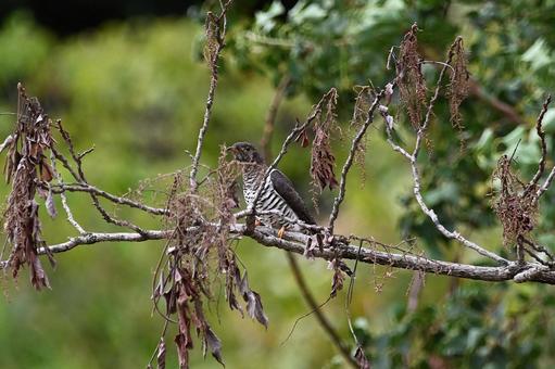 ほぼカッコウの幼鳥とわかりました カッコウの幼鳥,托卵,木の写真素材