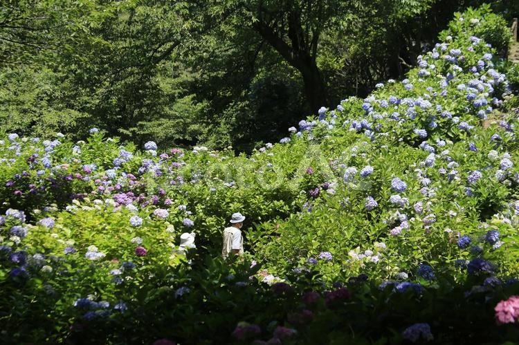 下田市の日本一のアジサイ祭り アジサイ祭り,あじさい,紫陽花の写真素材