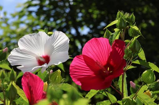 赤と白のタイタンビカスの花の咲く木 赤と白のタイタンビカスの花の咲く木の写真