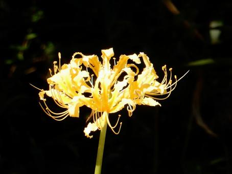 [Photo of cluster amaryllis] Scenery of cluster amaryllis blooming, JPG