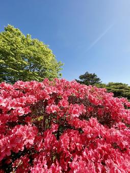 Yawata Azalea Community, JPG Yawata Azalea Community, JPG