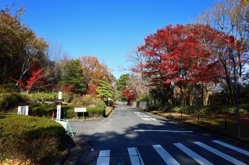 愛知県緑化センターの秋の風景 愛知県緑化センター,秋の風景,もみじの写真素材
