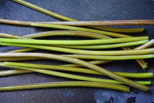 さつまいものツル さつまいも,ツル,植物の写真素材