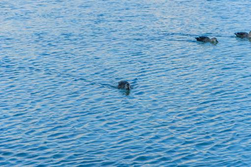 Mallard ducks gliding across the water, JPG