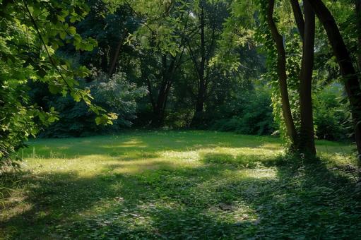 森の木漏れ日と緑の草地の写真