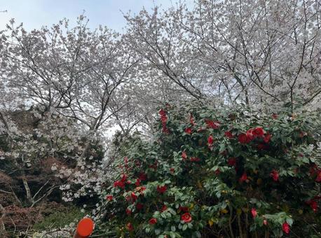 桜と椿 桜と椿の写真