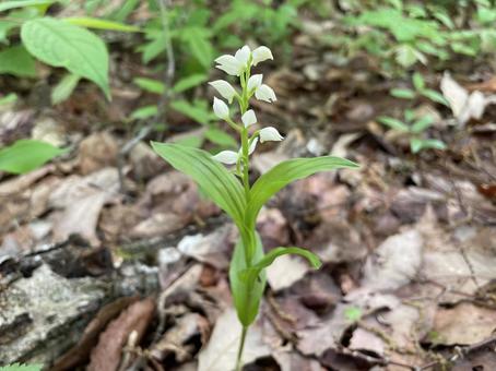 横から見たギンランの花の写真