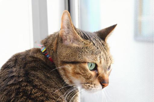 猫 猫の写真
