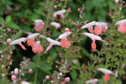 サルビア 　咲く風景 サルビア,自然風景,鮮やかの写真素材
