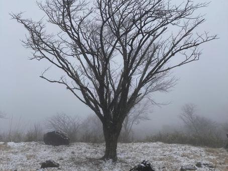冬の木 冬の木の写真