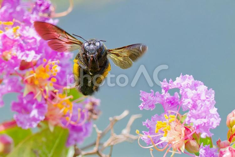 こちらに飛んで来るタイワンタケクマバチ タイワンタケクマバチ,台湾竹熊蜂,メスの写真素材