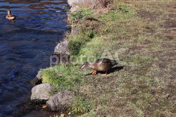 世界遺産・忍野八海の鴨 鴨,動物,鳥の写真素材