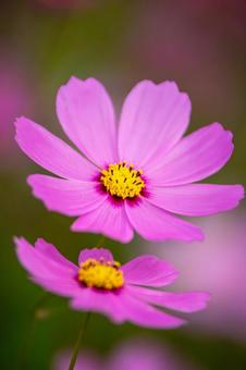 コスモスの花 コスモスの花 コスモス,コスモス畑,花の写真素材