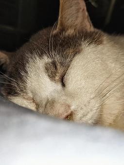 かわいい寝顔の写真