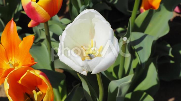 チューリップ・佐倉ふるさと広場（佐倉市） 春,チューリップ,佐倉市の写真素材